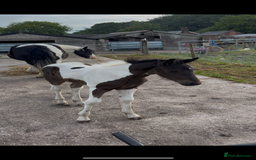 Other Breed horses for sale: Beautiful friesian x traditional cob foals  - Image 1