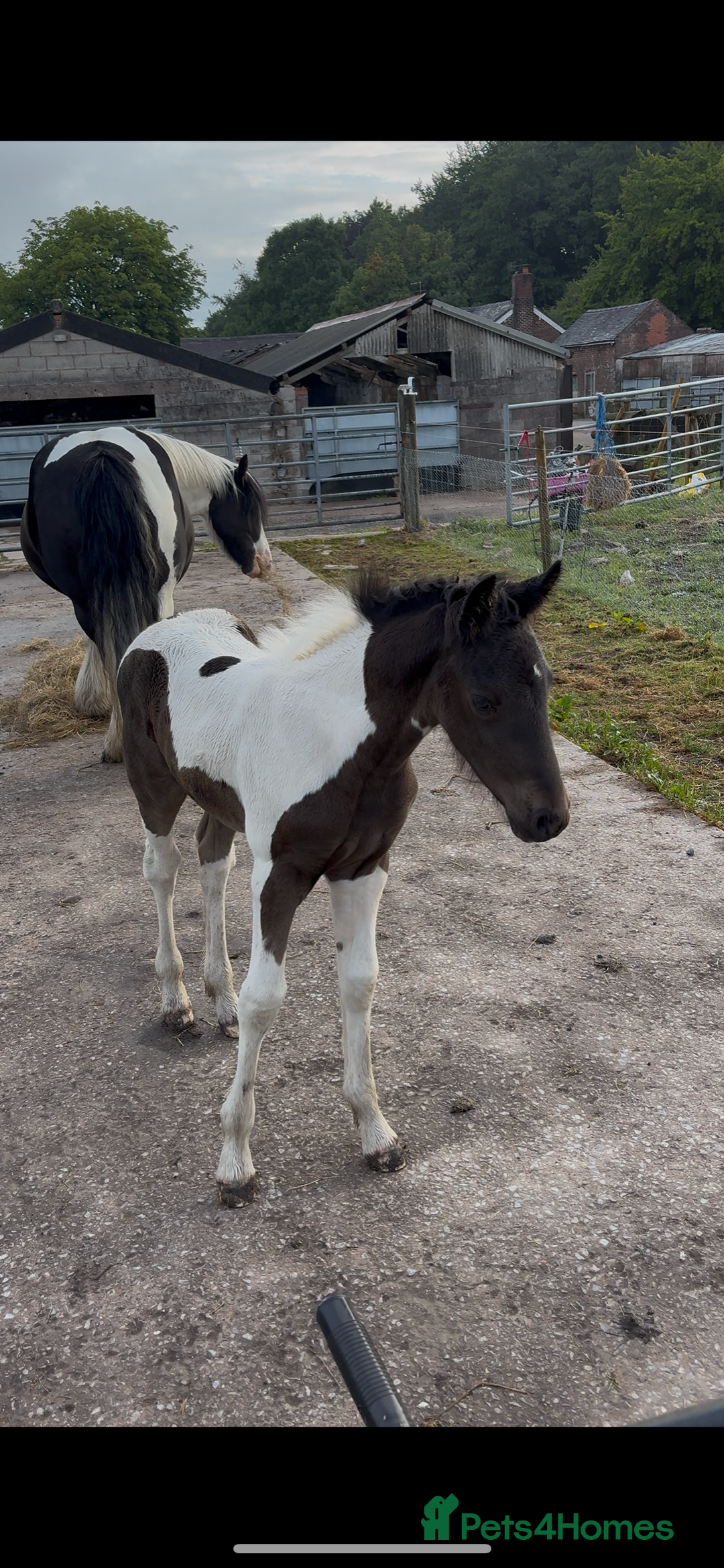 Other Breed horses for sale: Beautiful friesian x traditional cob foals  - Image 1