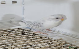 Budgerigars birds for sale: Lovebirds and budgies  - Image 5