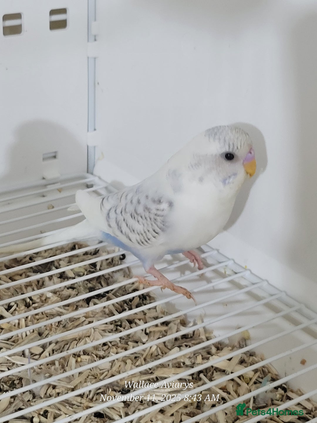 Budgerigars birds for sale: Lovebirds and budgies  - Image 5