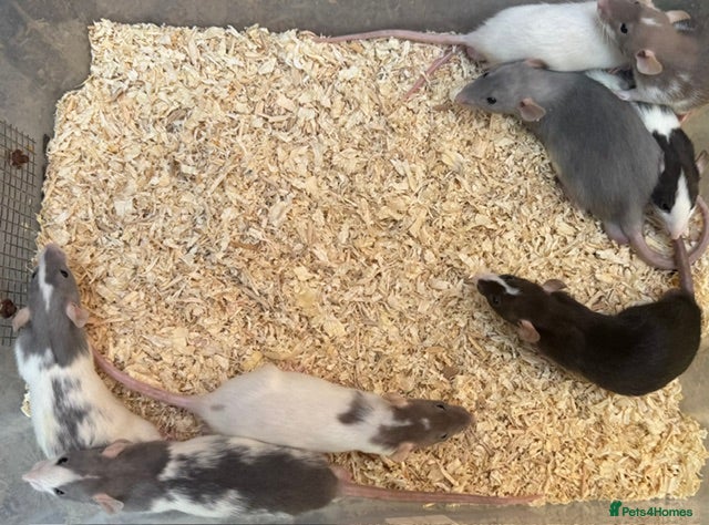 Rat rodents Young Dumbo Rats For Sale - Advert 2