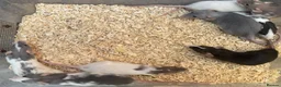 Rat rodents for sale: Young Dumbo Rats For Sale - Advert 2