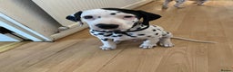 Dalmatian dogs for sale: Dalmațian puppies dogs for sale  - Advert 3