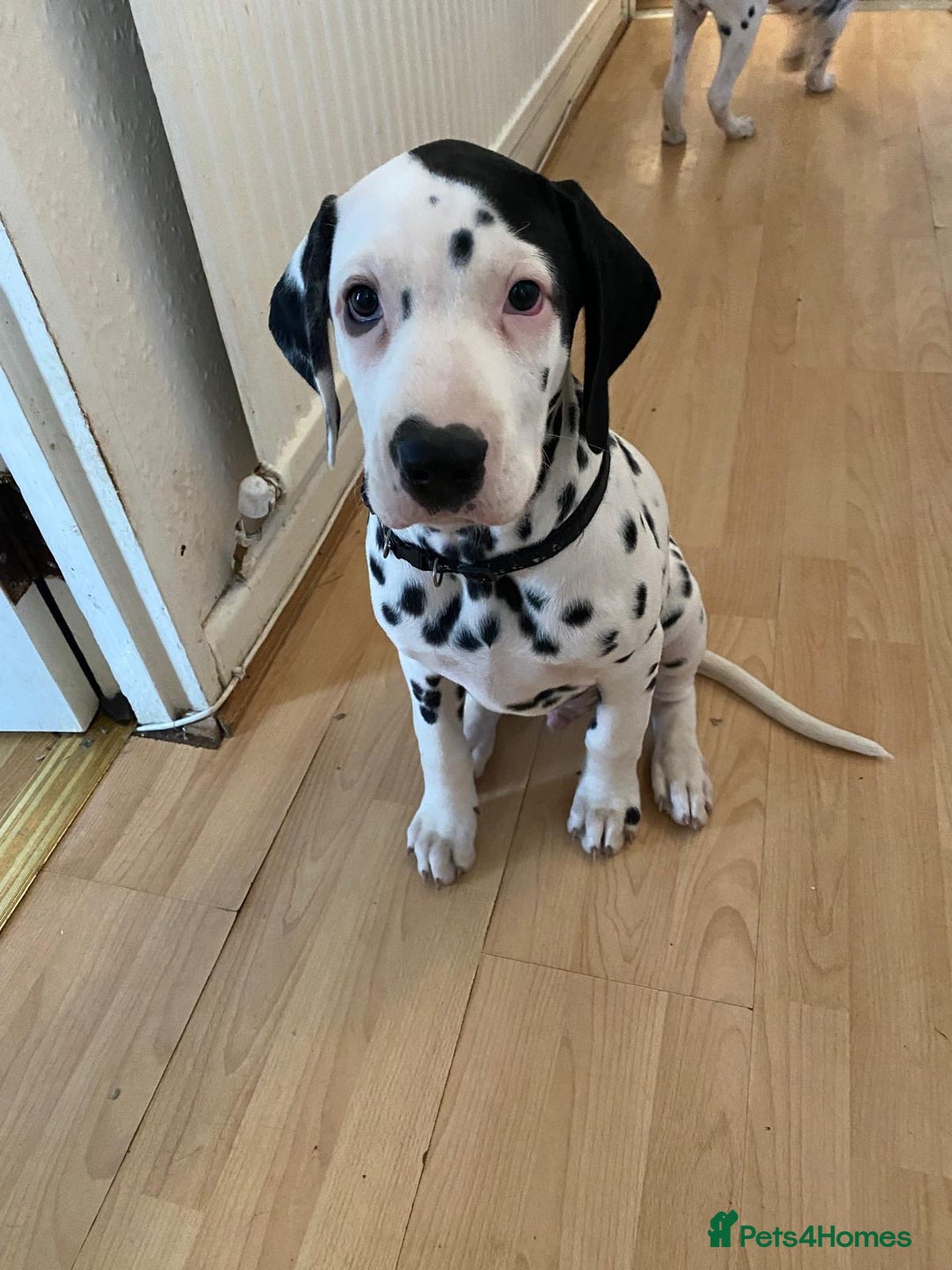 Dalmatian dogs for sale: Dalmațian puppies dogs for sale  - Advert 3