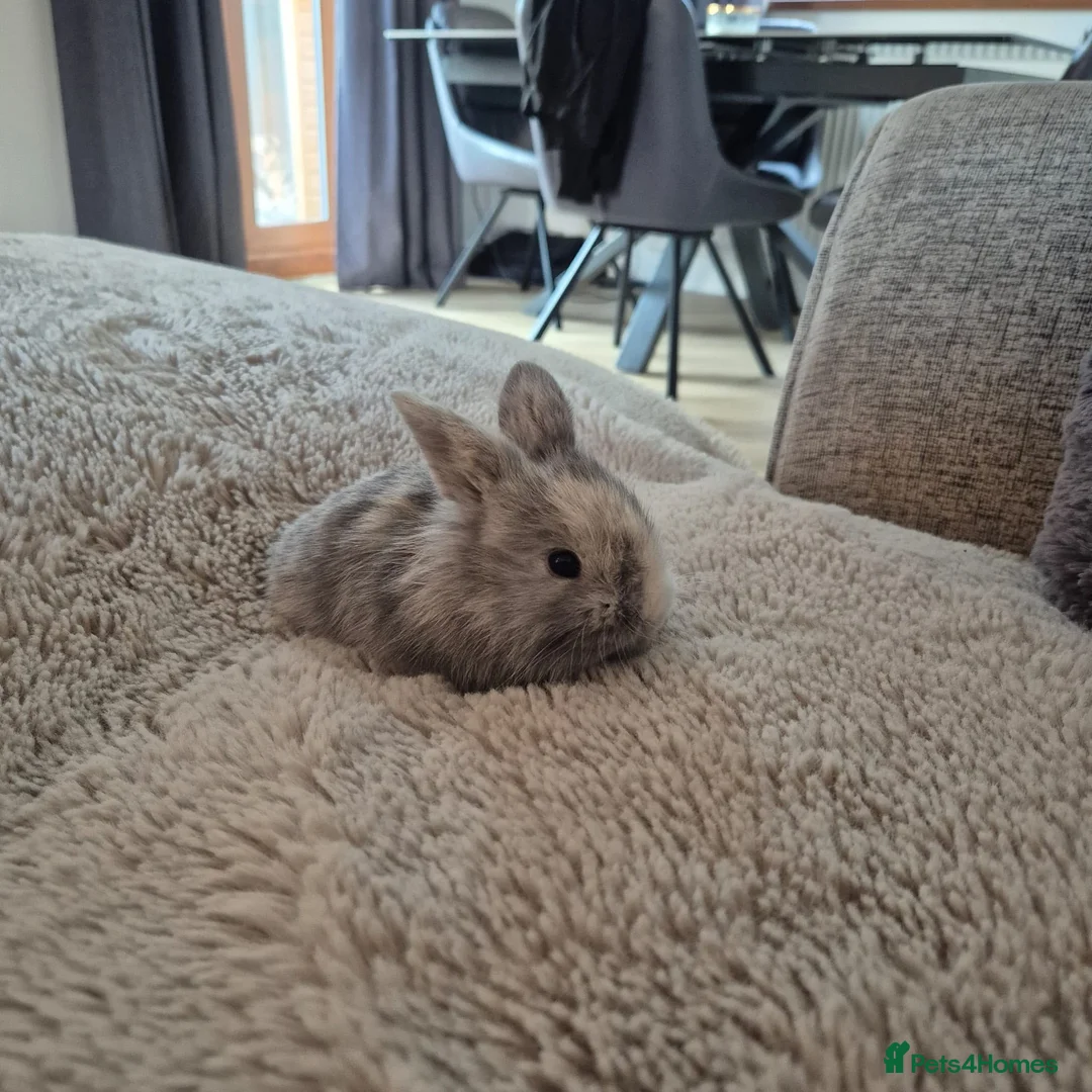 Mini Lop rabbits for sale: Purebred Mini Lop Rabbits Available Soon 🐰 - Advert 11
