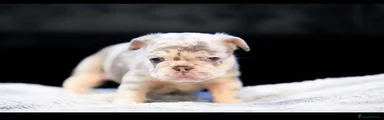 Blue collar fluffy & big rope 