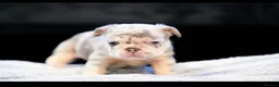 French Bulldog dogs for sale: Fluffy  **  French Bulldogs Puppy - Advert 24