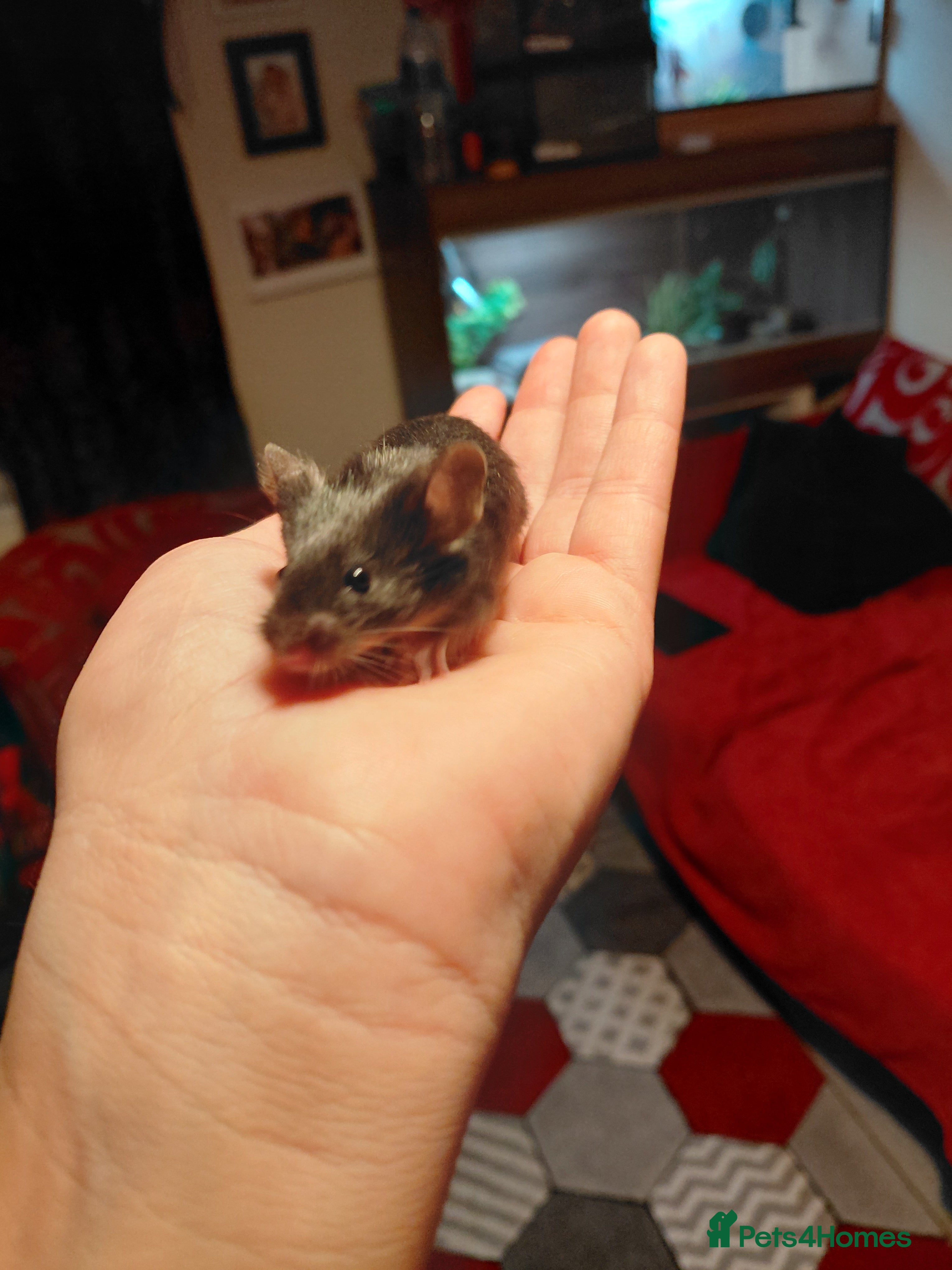 Mouse rodents Two male mice - Advert 1