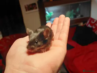 Mouse rodents Two male mice - Advert 1