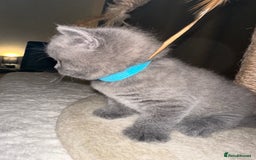 British Shorthair cats for sale: British Shorthair kittens Lilac/Blue 3 Girls 1 Boy - Image 29