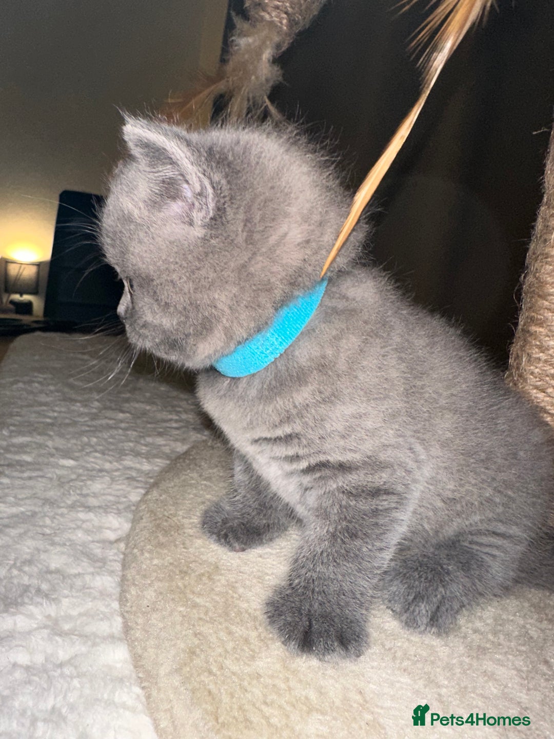 British Shorthair cats for sale: British Shorthair kittens Lilac/Blue 3 Girls 1 Boy - Image 29
