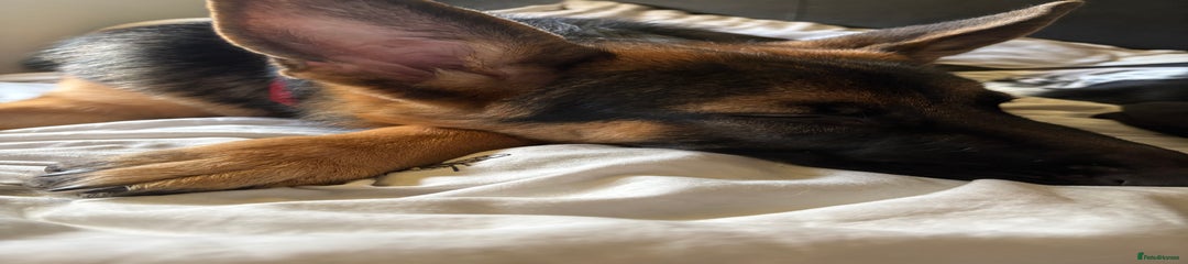 German Shepherd Puppy 1