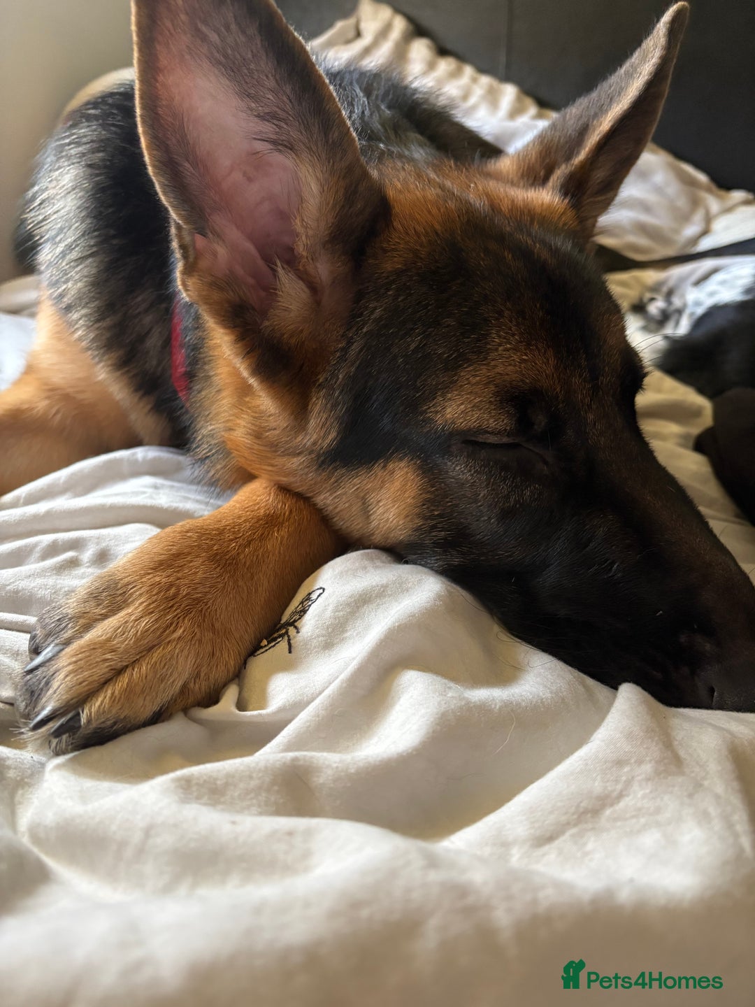 German Shepherd dogs for sale: GSD 7 Months Old - Image 10