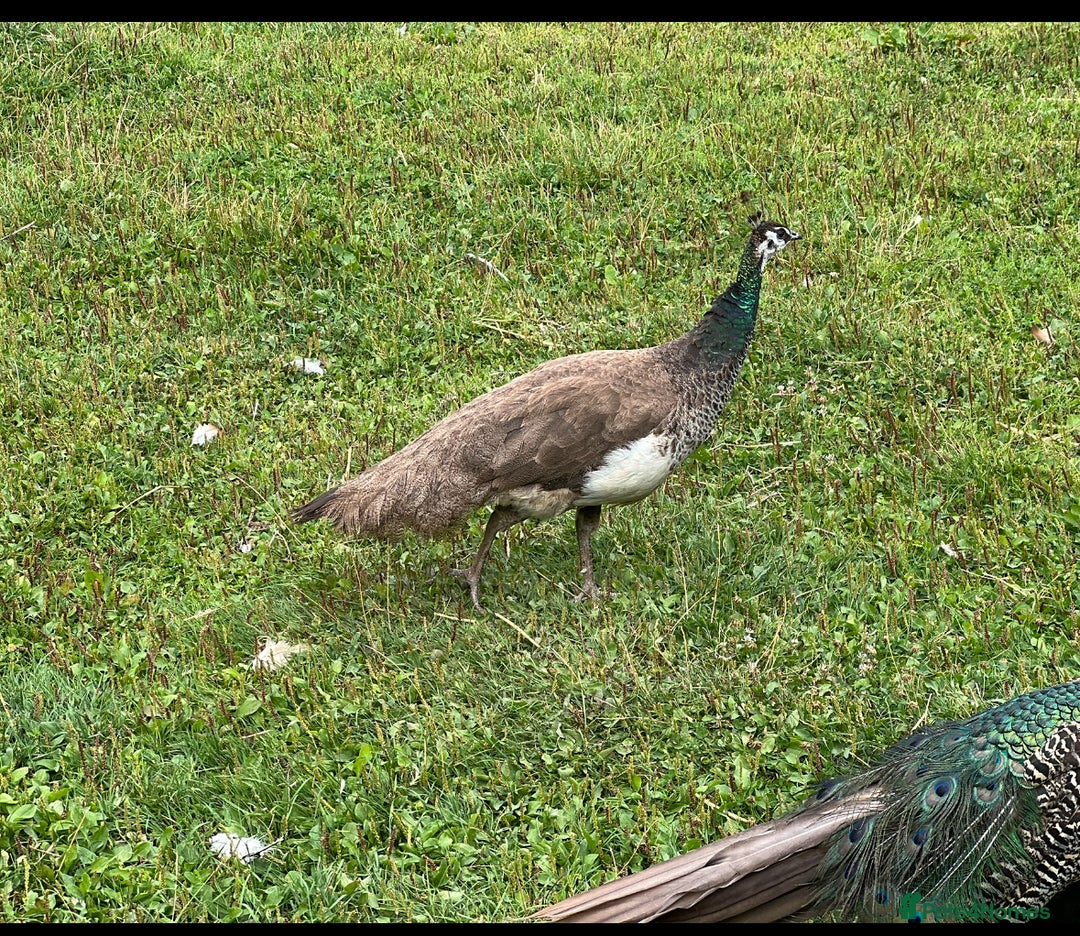 Mixed Breed birds for sale: Peacocks and peas hens for sale - Advert 4