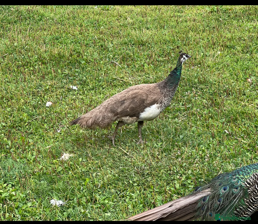 Mixed Breed birds for sale: Peacocks and peas hens for sale - Advert 4
