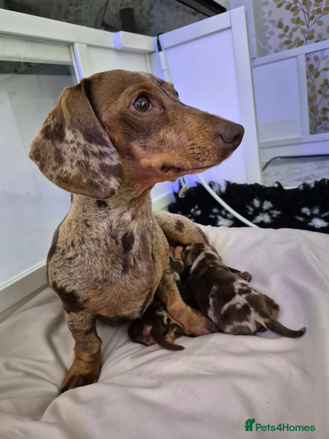 Miniature Dachshund dogs for sale: Miniature Daschund, chocolate & tan dapple smooth - Image 2