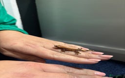 Gecko reptiles for sale: Lily white crested geckos  - Image 5