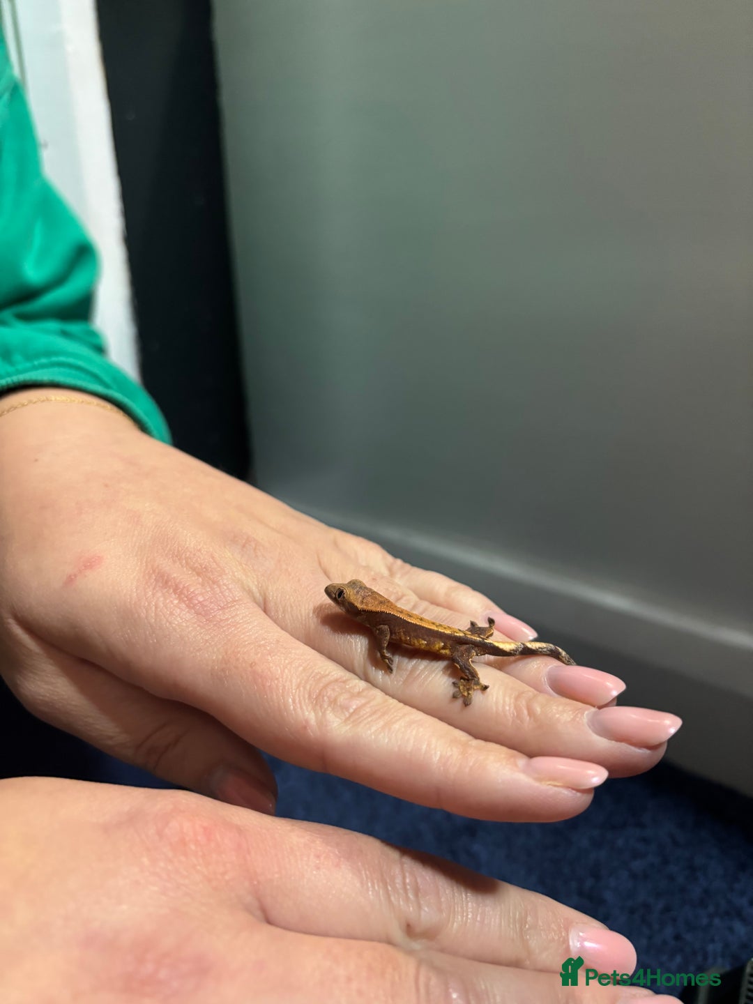 Gecko reptiles for sale: Lily white crested geckos  - Image 5