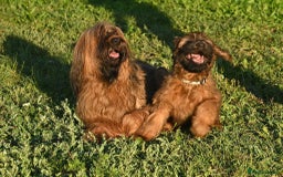 Briard dogs for sale: Top-Class Pedigree Briard Puppies - Image 3