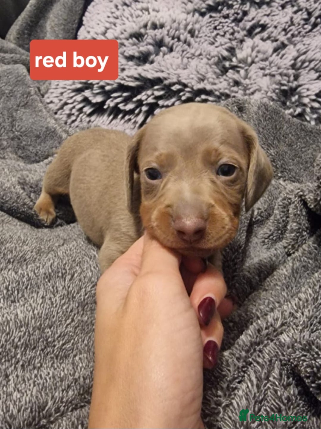 Miniature Dachshund dogs for sale: CHAMPION KC REG MINIATURE DACHSHUND PUPS.  - Image 8