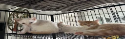 Ragdoll cats for sale: Ragdoll x kittens - Advert 6
