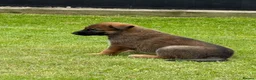 Mixed Breed dogs for sale: Belgium shepherd x German Shpherd - Advert 5