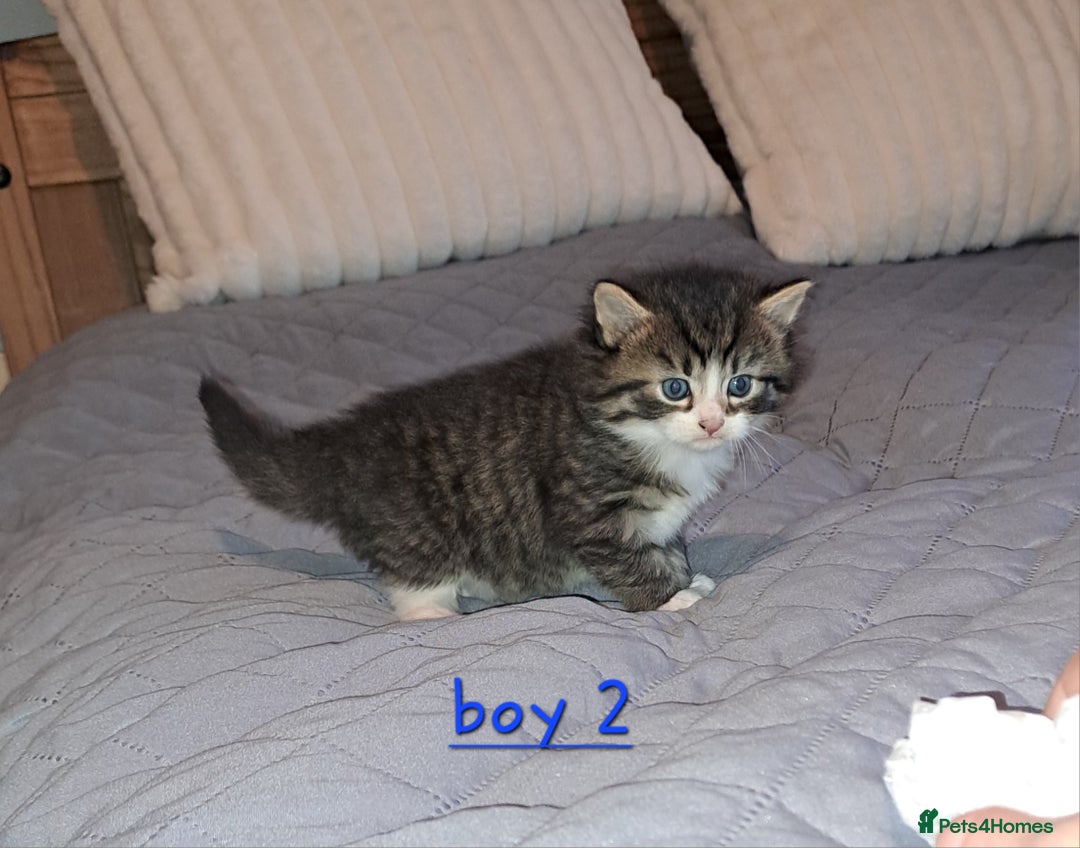 Domestic Shorthair cats for sale: 5 gorgeous kittens for sale  - Advert 34