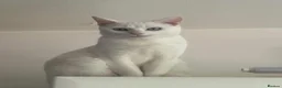 British Shorthair cats for sale: Cat for sale  - Advert 2
