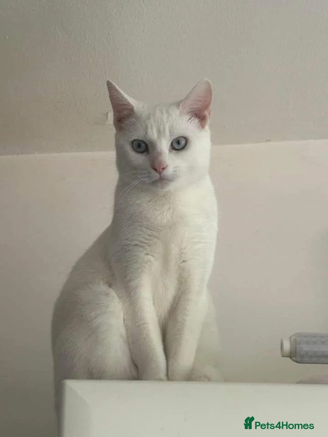 British Shorthair cats for sale: Cat for sale  - Advert 2
