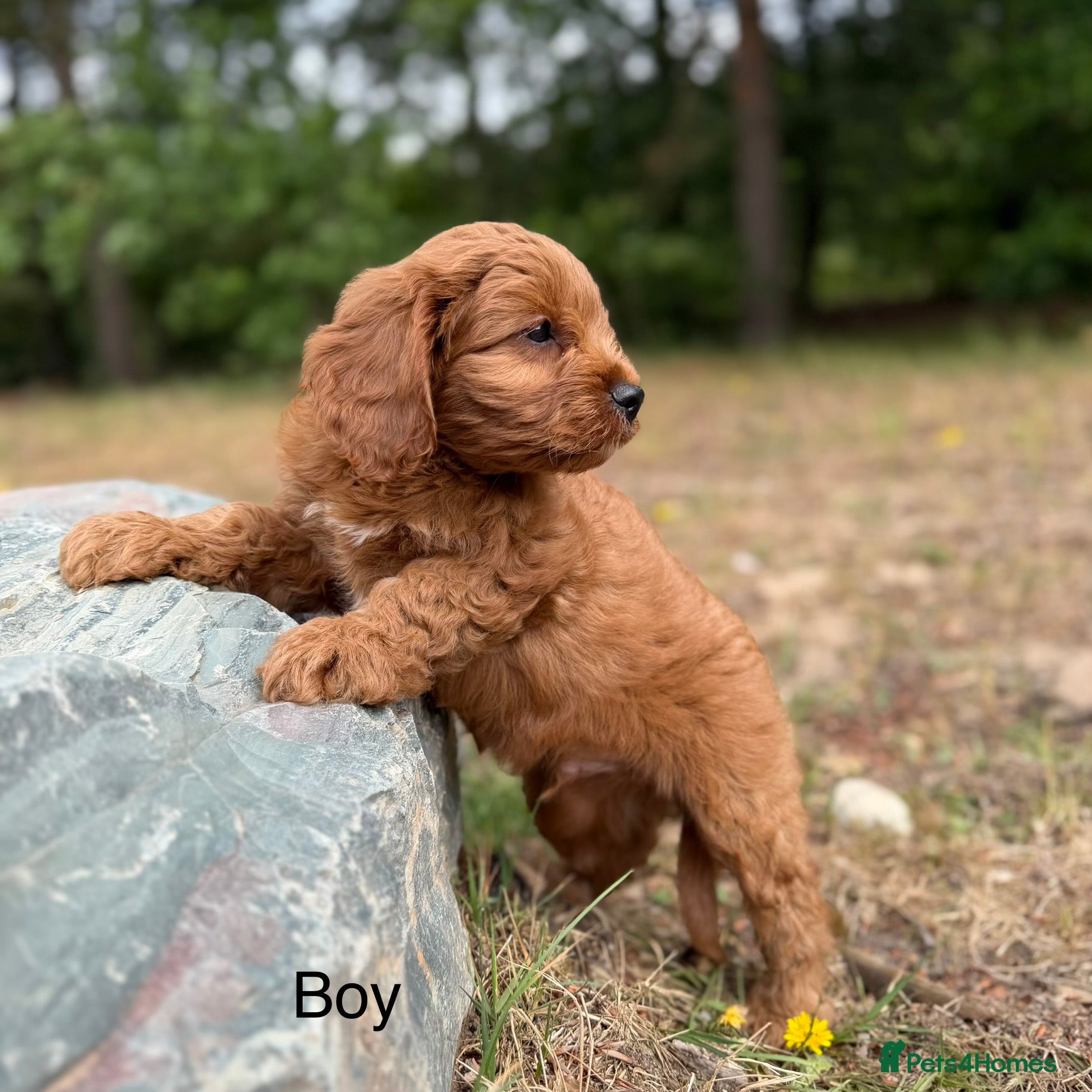 Cavapoo dogs Cavapoo *Ready Now *£1250 - Advert 1