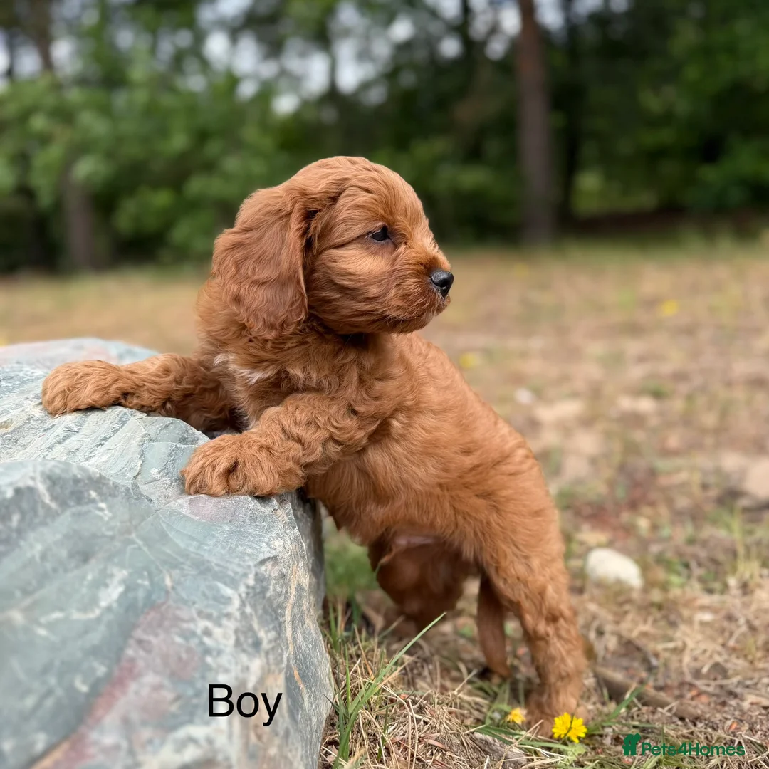 Cavapoo dogs for sale: Cavapoo *Ready Now *£1250 - Advert 1