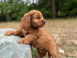 Cavapoo dogs Cavapoo *Ready Now *£1250 - Advert 6