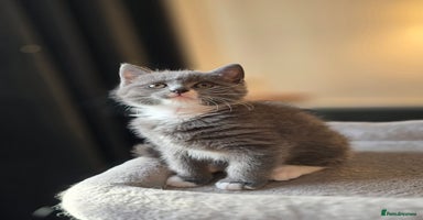 Mixed Breed cats - Advert 2
