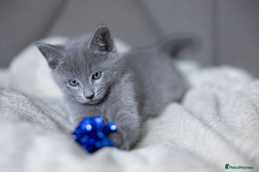 Russian Blue cats for sale: Pure Russian Blue Kittens Available  - Image 27
