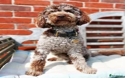 Miniature Poodle dogs for sale:  miniature poodle - Advert 2