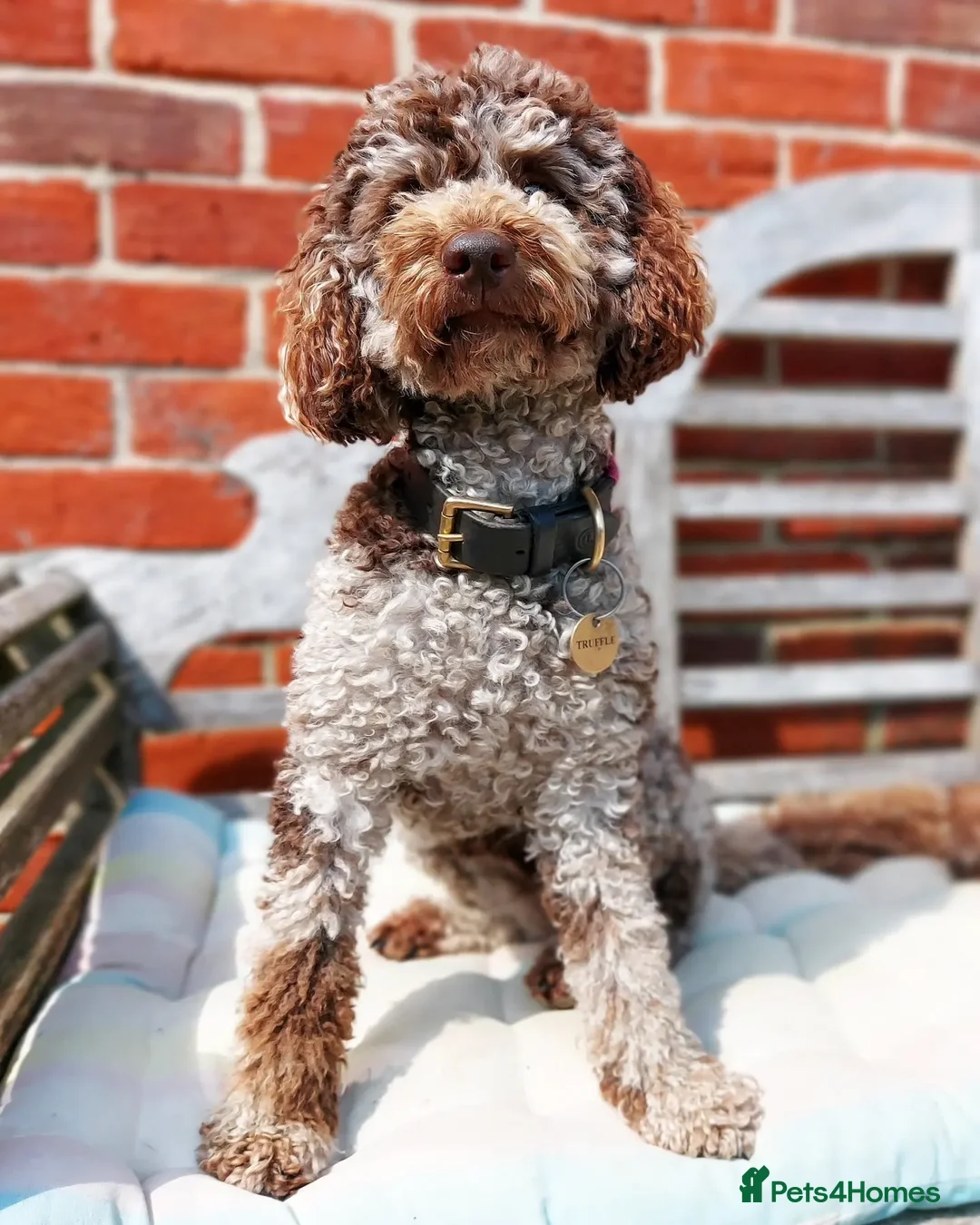 Miniature Poodle dogs for sale:  miniature poodle - Advert 2