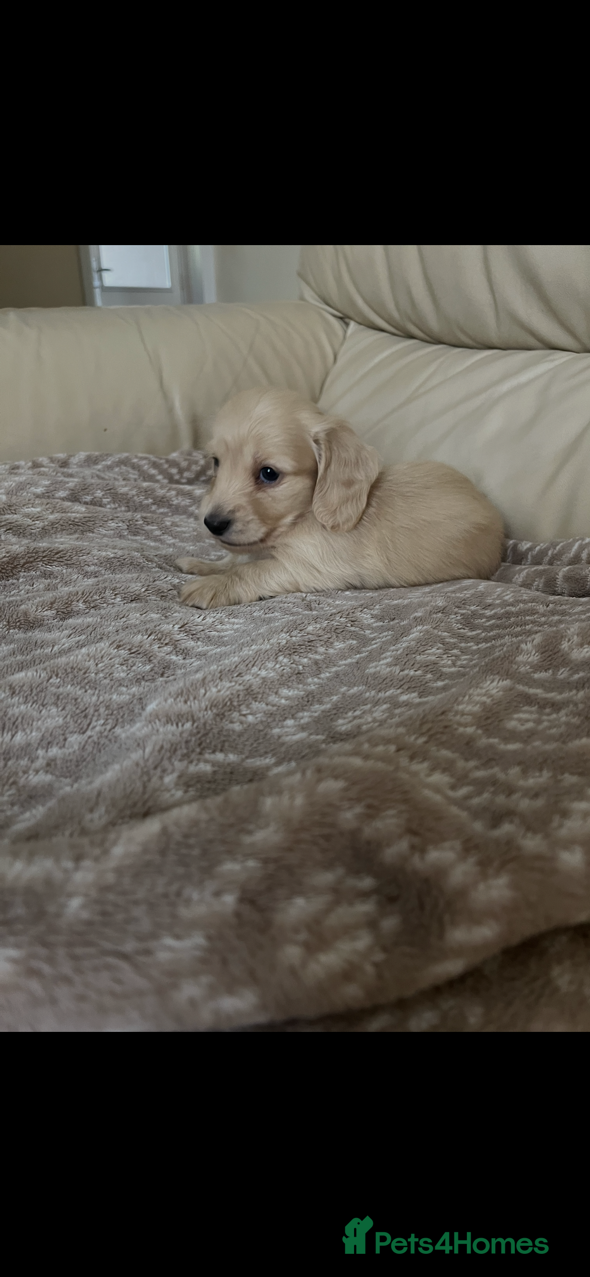 Miniature Dachshund dogs English cream long haired Dachshund puppies  - Advert 7