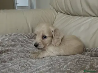 Miniature Dachshund dogs English cream long haired Dachshund puppies - Advert 7