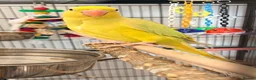 Ringnecks birds for sale: Baby ring neck  in London - Advert 6