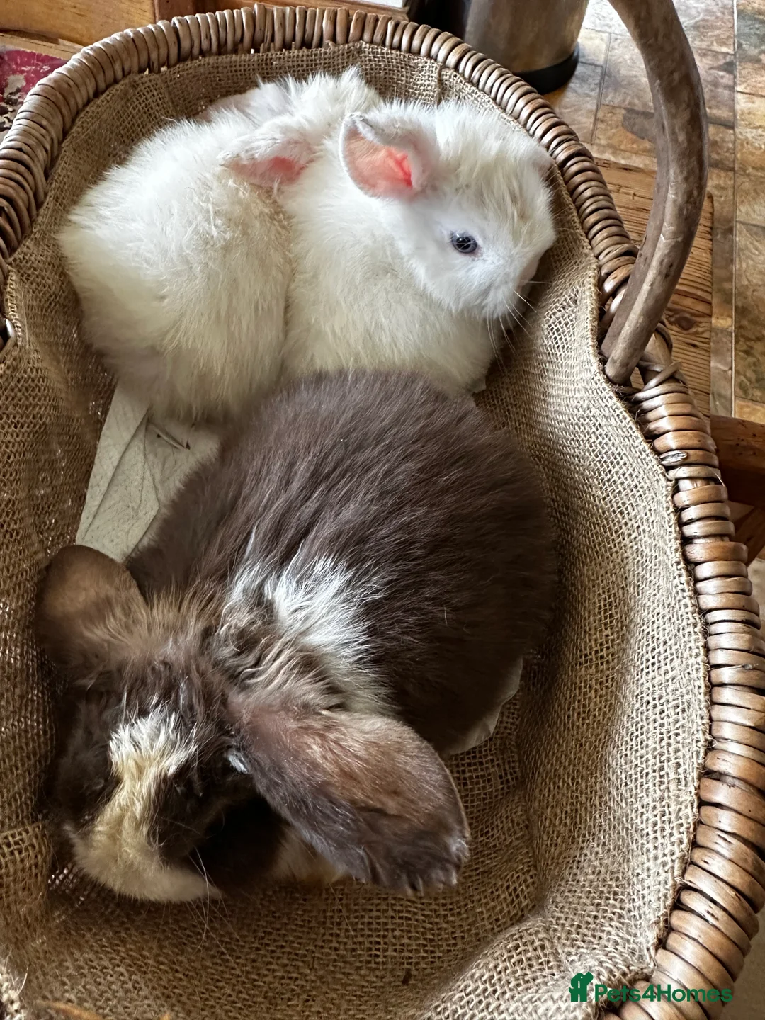 Mini Lop rabbits for sale: Mini lop babies-exceptionally well handled - Advert 7