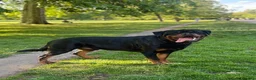 Rottweiler dogs for stud: Champion Bloodline Rottweiler Stud - Advert 10