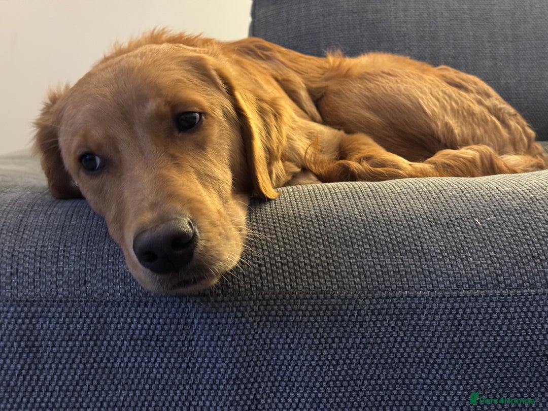 Golden Retriever dogs for sale: KC registered Golden retriever  - Advert 1