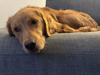 Golden Retriever dogs KC registered Golden retriever - Advert 4