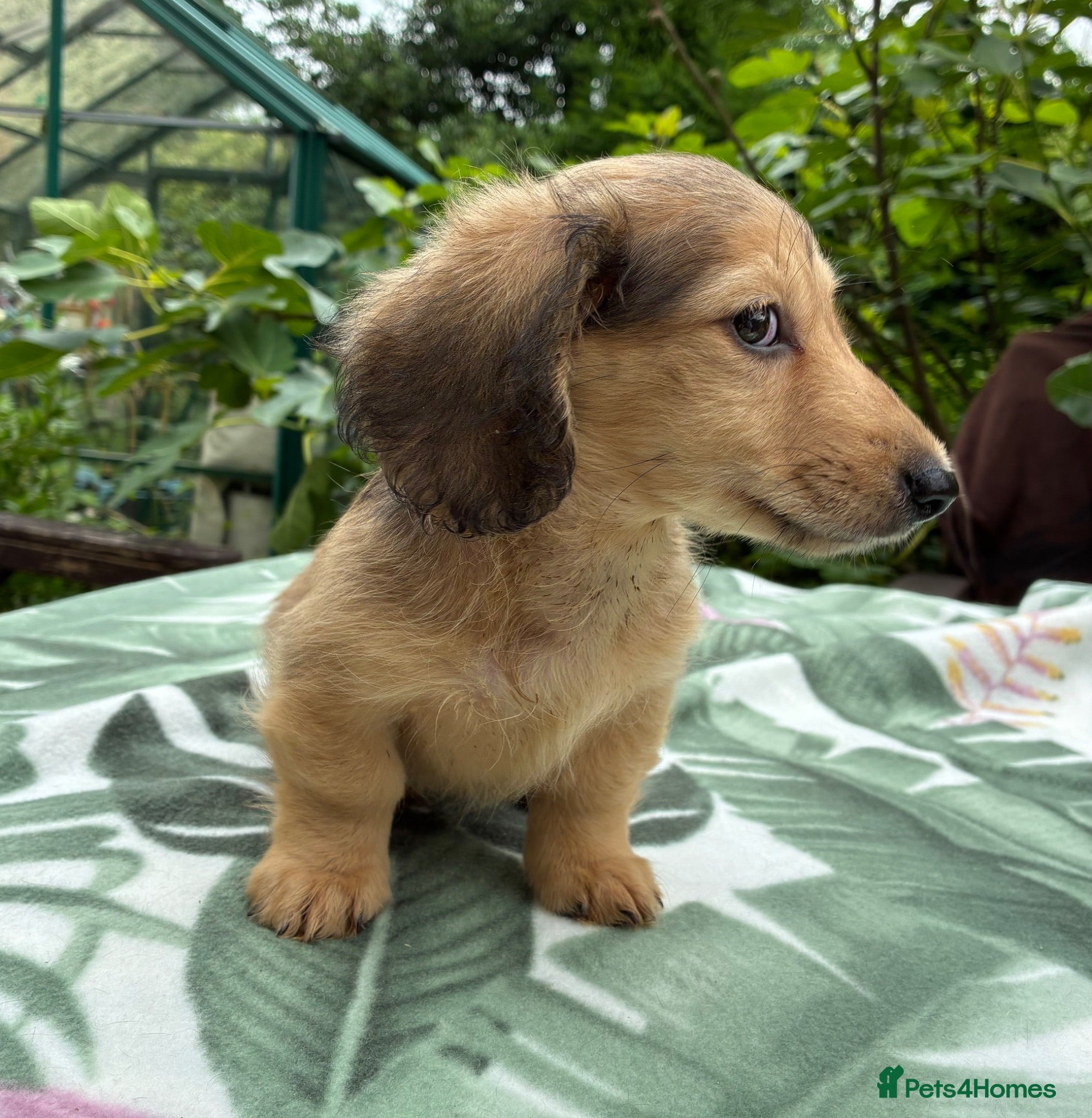 Miniature Dachshund dogs GORGEOUS KC reg PRA CLEAR MINI DACHSHUND PUPPIES - Advert 2