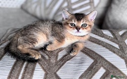 British Shorthair cats for sale: British Gold Shorthair - Image 2