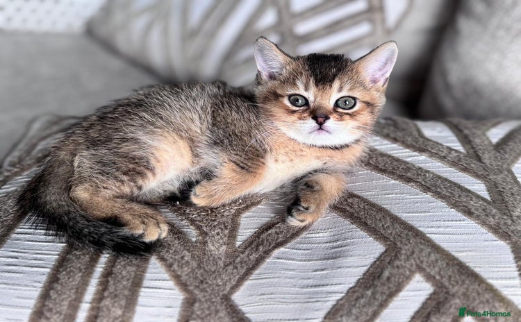 British Shorthair cats - Advert 2
