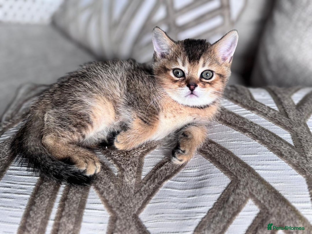 British Shorthair cats for sale: British Gold Shorthair - Image 2