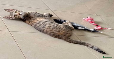 Mixed Breed cats - Advert 1