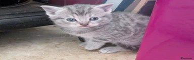 Little Grey Girl