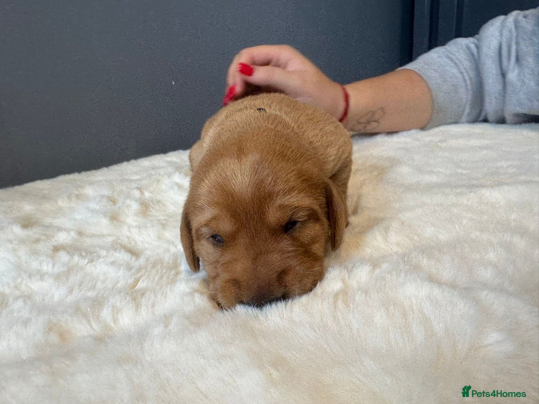 Labrador Retriever dogs for sale: KC REGISTERED FOX RED LABRADOR PUPPY  - Image 12